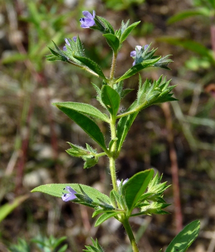 {Isanthus brachiatus}